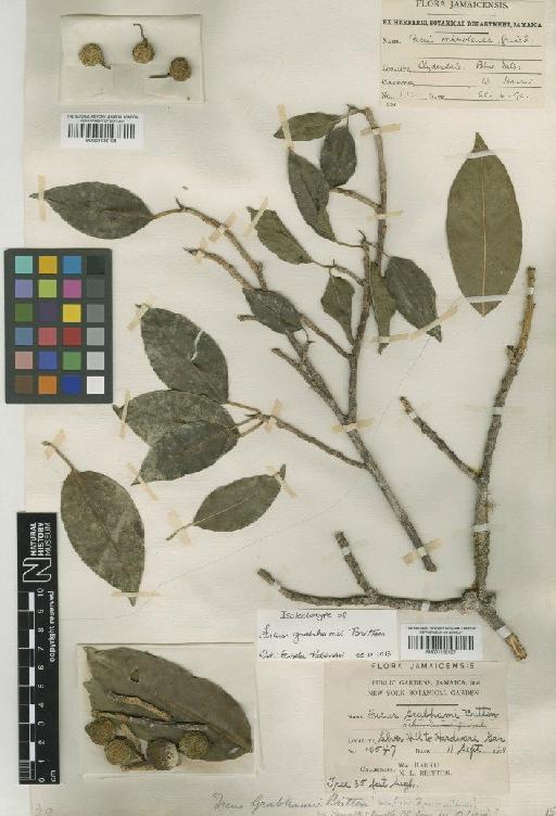 Ficus pertusa L.f. - BM001125108