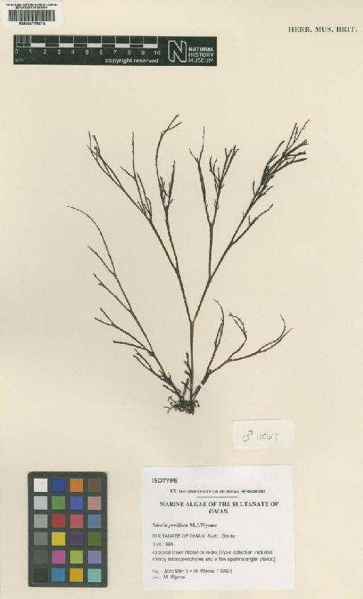 Stirnia prolifera Wynne - BM000779074
