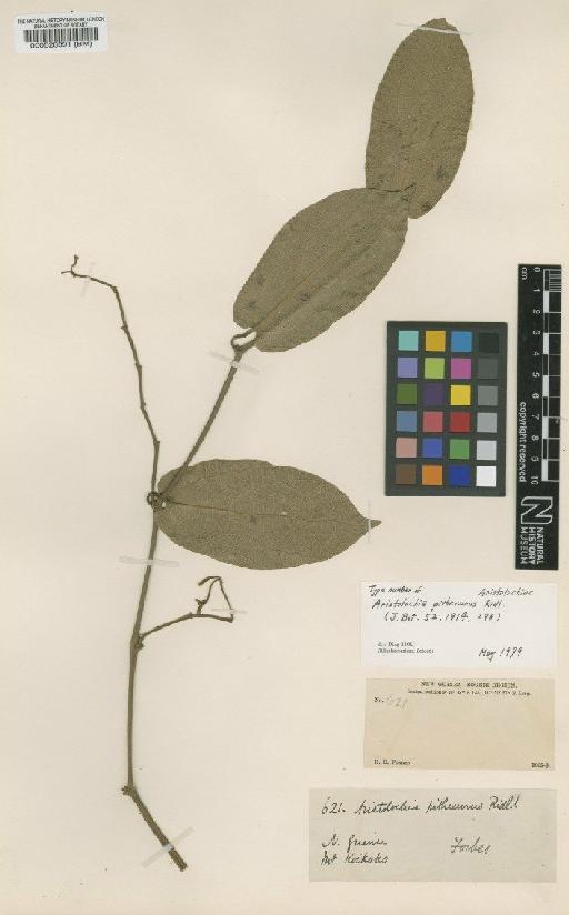 Aristolochia pithecurus Ridl. - BM000528391
