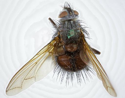 Tropidodexia coracina (van der Wulp, 1891) - Tropidodexia coracina STF dorsal