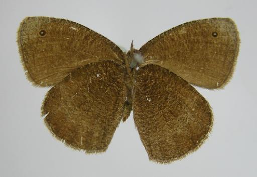 Euptychia liturata Butler, 1867 - BMNH(E)_1267097_Praefaunala_(Euptychia)_liturata_liturata_Butler_T_male_ (3)