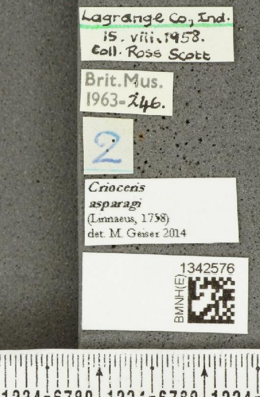 Crioceris (Crioceris) asparagi (Linnaeus, 1758) - BMNHE_1342576_label_12065