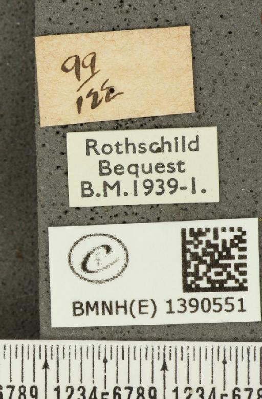 Aricia agestis (Denis & Schiffermüller, 1775) - BMNHE_1390551_a_label_181111