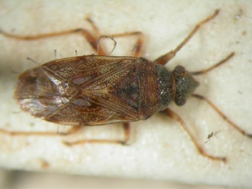 Stiigmatonotum geniculatum Motschulsky - Hemiptera: Stigen