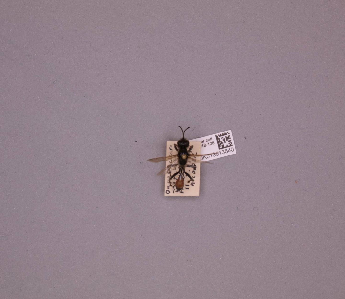 Podalonia affinis thumbnail