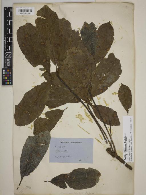 Adansonia digitata L. - BM013827306