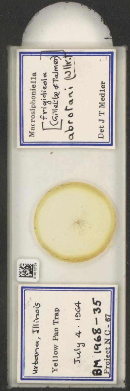 Macrosiphoniella abrotani Walker, 1852 - 010012734_112658_1094710