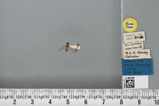 Bactrocera (Bactrocera) kraussi (Hardy, 1951) - BMNHE_1436048_29743