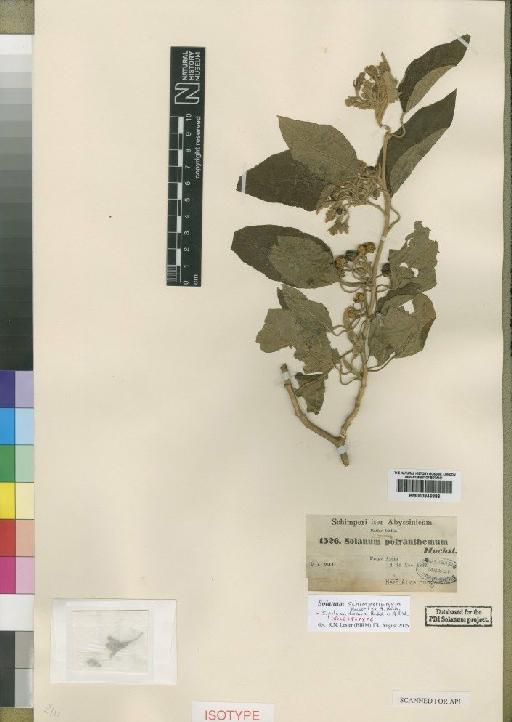 Solanum schimperianum Hochst. - BM000846886