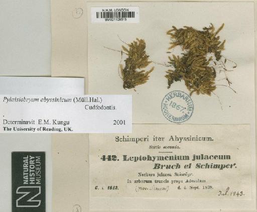Pylaisiobryum abyssinicum (Müll.Hal.) Cufod. - BM001108513