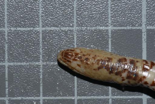 Atractus vittatus Boulenger, 1894 - Image of specimen 1946.1.6.47