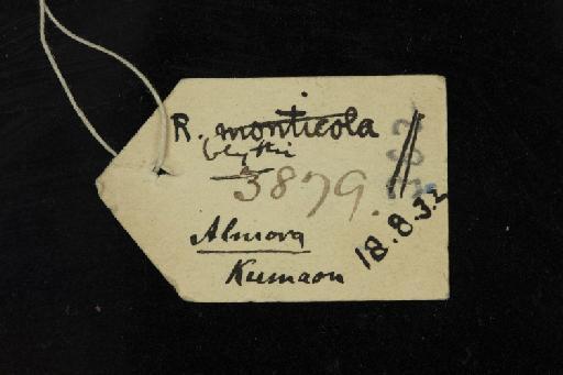 Rhinolophus blythi Andersen, 1918 - 1918_8_3_2-Rhinolophus_blythi-Holotype-Skull-label
