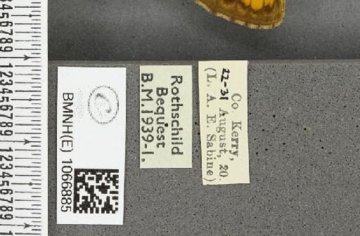 Lasiommata megera ab. quadriocellata Oberthür, 1909 - BMNHE_1066885_label_28620