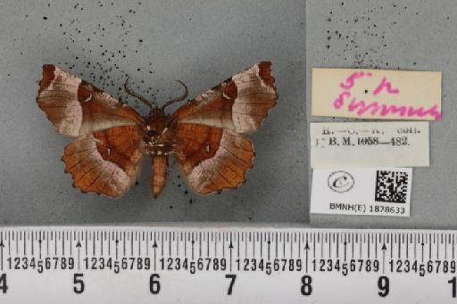 Selenia tetralunaria tetralunaria (Hufnagel, 1767) - BMNHE_1878633_a_449552