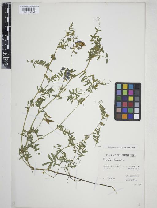 Vicia cracca L. - 015148347
