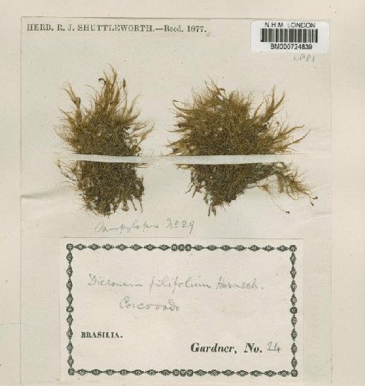 Bryohumbertia filifolia (Hornsch.) J.-P.Frahm - BM000724839