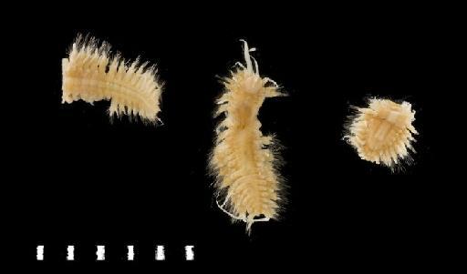 Harmothoe benthaliana McIntosh, 1885 - Polychaete type specimen 1885.12.1.75 view 1