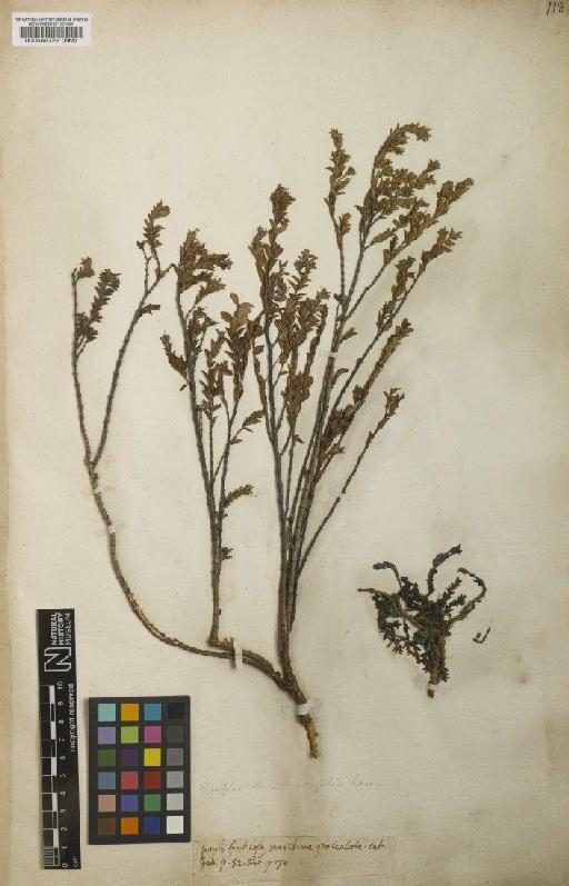 Euphorbia mesembrianthemifolia Jacq. - BM000589727