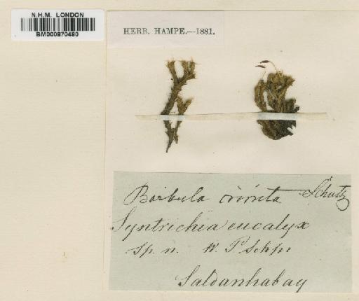 Barbula eucalyx Schimp. - BM000870480