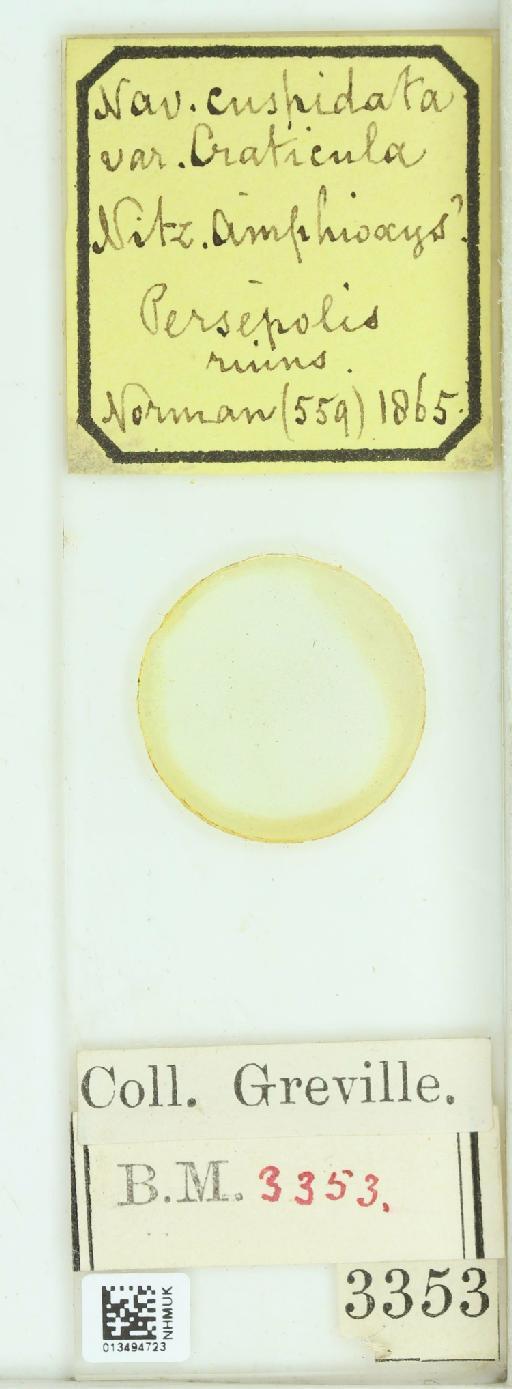 Navicula cuspidata f. craticula (Ehrenb.) Dippel - 013494723_242087_4514084-NonType