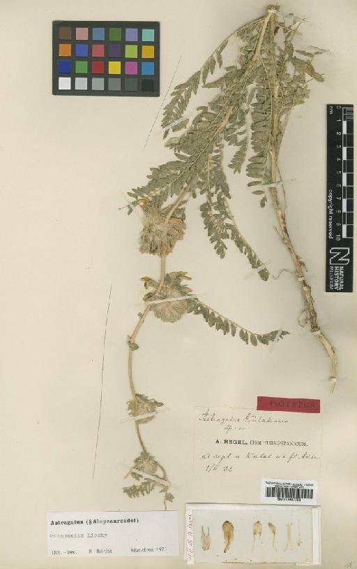 Astragalus kulabensis Lipsky - BM000997398