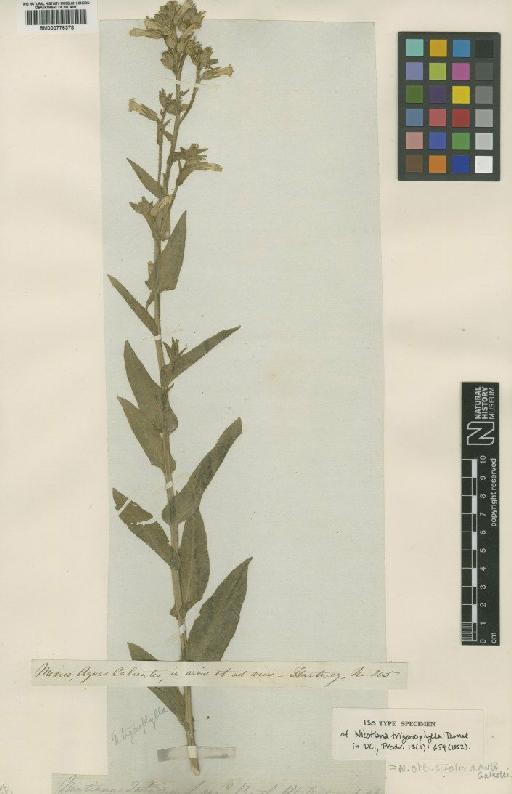 Nicotiana obtusifolia M.Martens & Galeotti - BM000776378