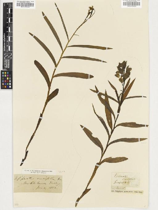 Cephalanthera longifolia (L.) Fritsch - BM000954849