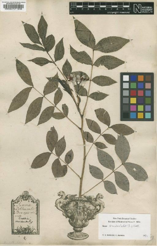 Cassia occidentalis L. - BM000558727