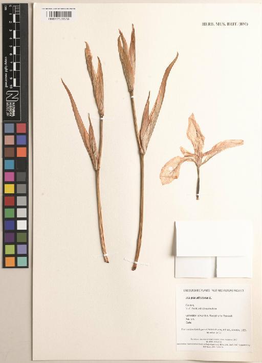 Iris pseudacorus L. - BM012556559