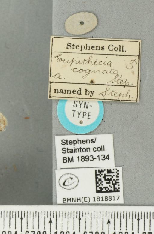 Eupithecia icterata (Stephens, 1831) - BMNHE_1818817_label_393878