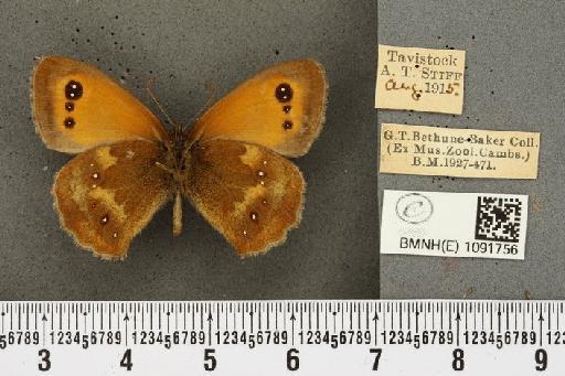 Pyronia tithonus britanniae (Verity, 1914) - BMNHE_1091756_2187
