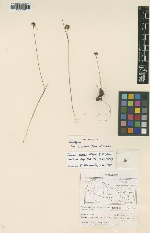 Juncus benghalensis Kunth - BM000958447