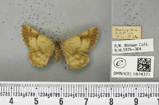 Bupalus piniaria (Linnaeus, 1758) - BMNHE_1874371_493618