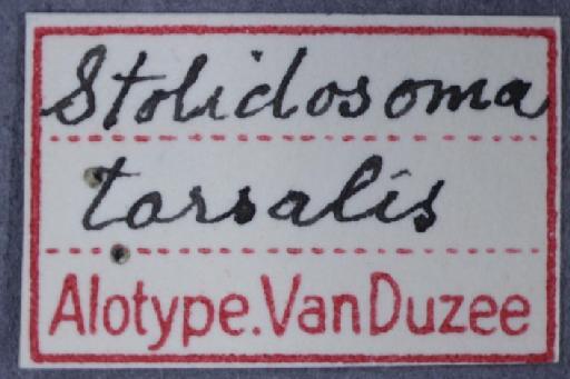 Pseudargyra tarsale (Van Duzee, 1930) - Pseudargyra_tarsale-249167-label2
