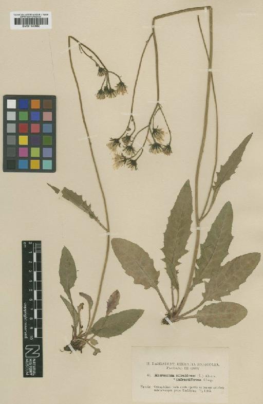 Hieracium murorum subsp. anfractiforme (Almq.) Zahn - BM001050852