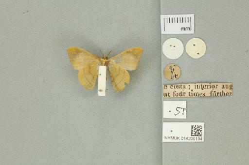 Anticla antica Walker, 1855 - 014200194 Anticla antica Walker, 1855 _Syntype _Ventral_with_labels