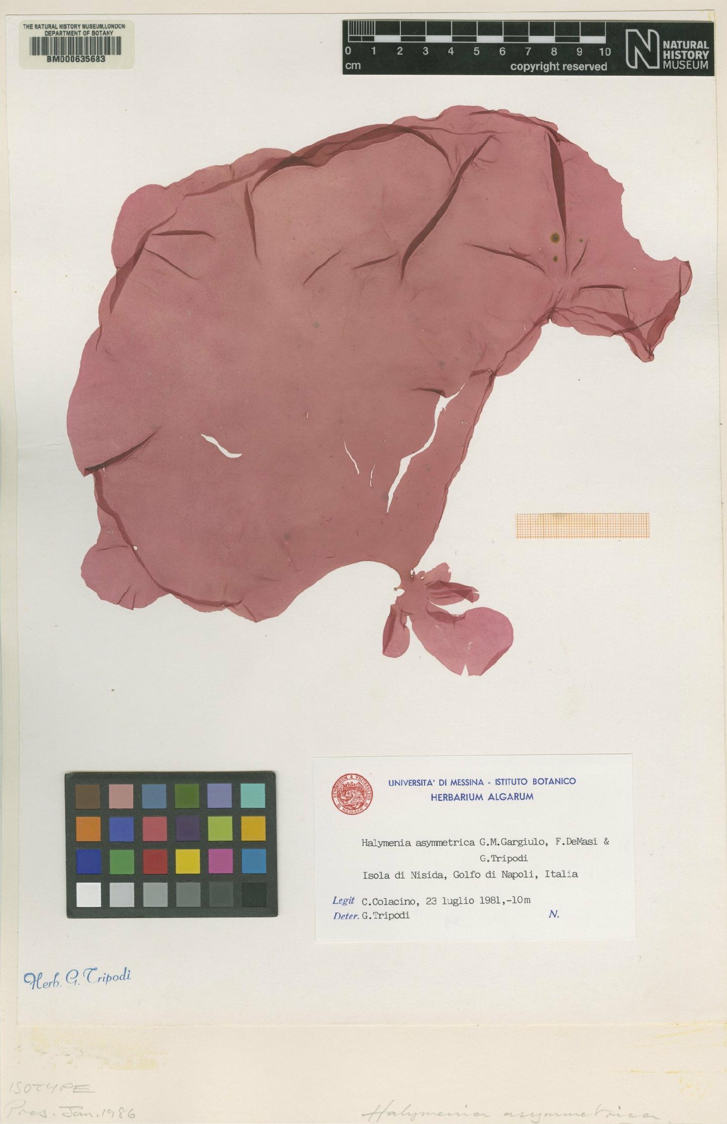 To NHMUK collection (Halymenia asymmetrica Gargiulo, De Masi & Tripodi; Isotype; NHMUK:ecatalogue:4857534)