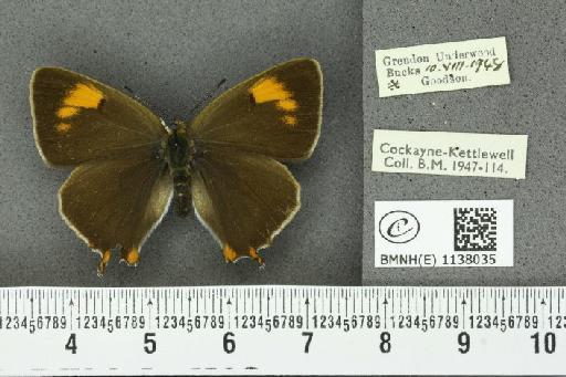 Thecla betulae ab. restricta-lineata Tutt, 1907 - BMNHE_1138035_95095