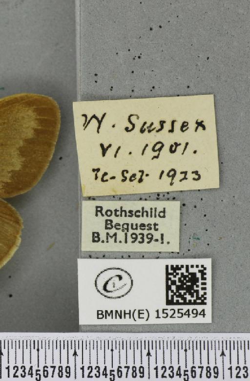 Macrothylacia rubi (Linnaeus, 1758) - BMNHE_1525494_label_196125