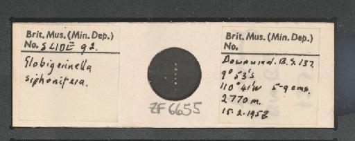 Globigerinella siphonifera (d'Orbigny, 1839) - ZF6655.jpg