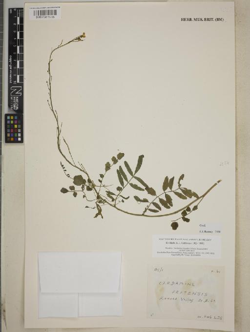 Cardamine pratensis L. - BM013411785