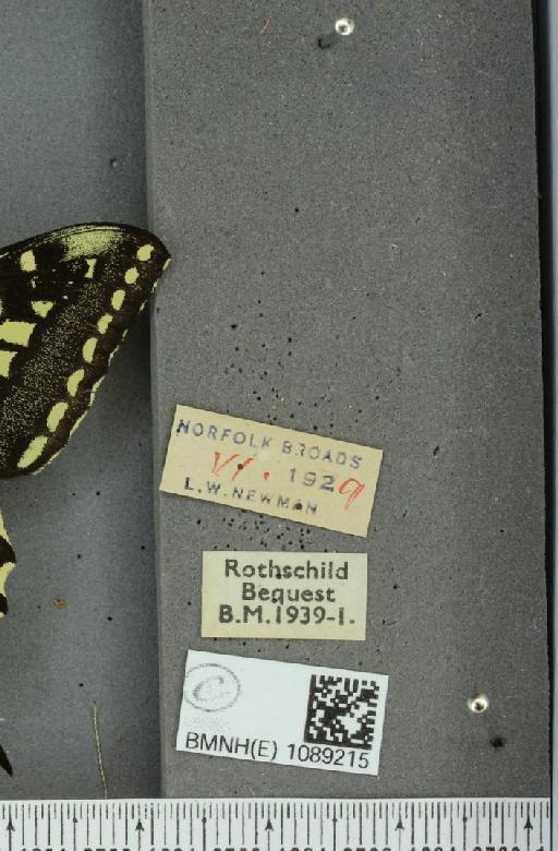 Papilio machaon britannicus Seitz, 1907 - BMNHE_1089215_label_64013