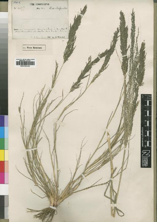 Eragrostis densiflora Rendle - BM000922983