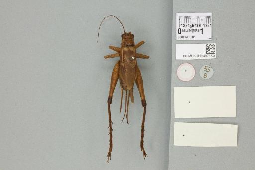 Madasumma notabilis (Walker, 1869) - 012497153_reverse_1