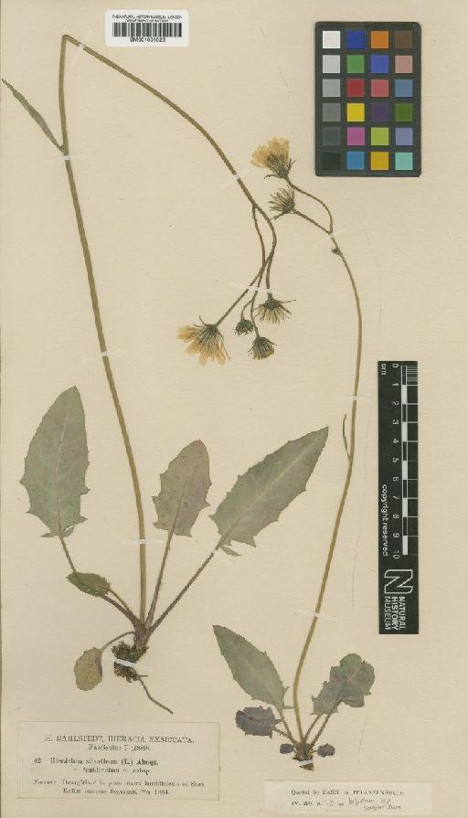Hieracium bifidum subsp. sublividum (Dahlst.) Zahn - BM001051026