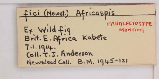 Africaspis fici Newstead, 1917 - 010714289_additional