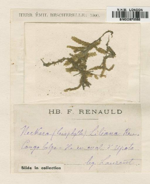 Neckeropsis liliana (Renauld) Paris in Grandid. - BM000878558