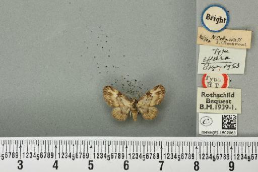 Pasiphila rectangulata ab. effusa Cockayne, 1953 - BMNHE_1802063_377991