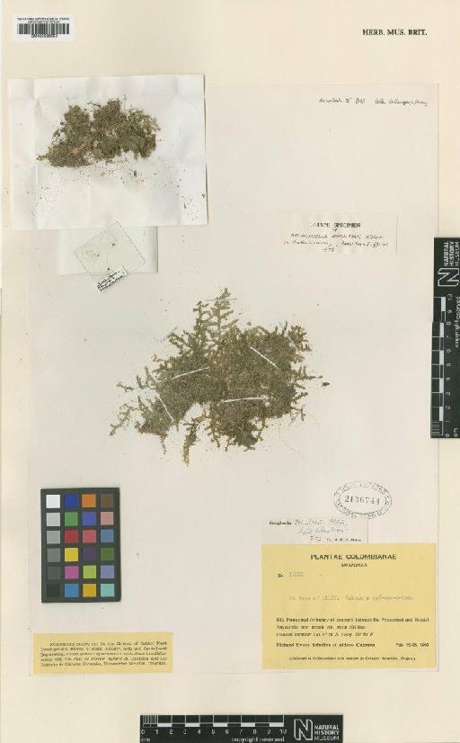 Selaginella schultesii Alston ex Crabbe & Jermy - BM000936550