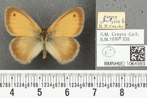 Coenonympha pamphilus (Linnaeus, 1758) - BMNHE_1064593_25551